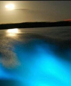 Luminous Lagoon Tour